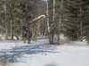 Результаты зимнего учета животных - 2012 в заповеднике Столбы